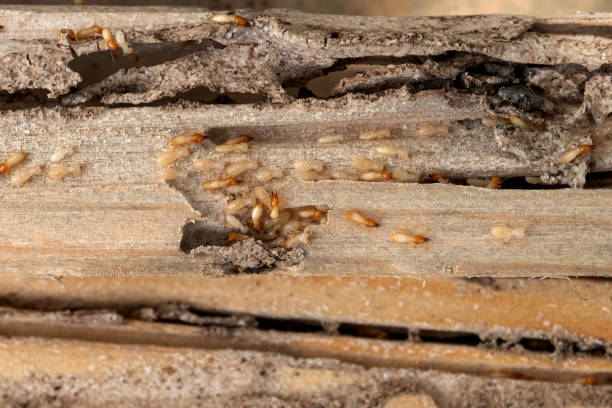 Trusted Clarkson Valley, MO Pest Control Experts